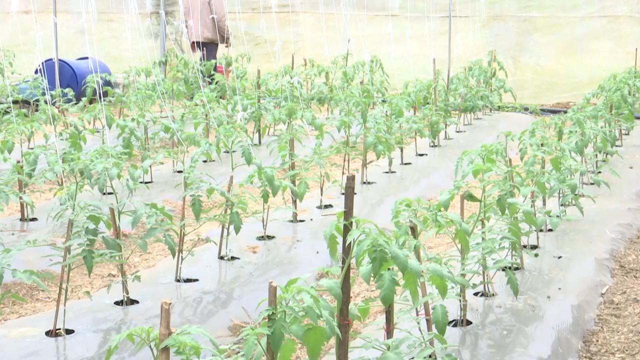 Chuyển giao kỹ thuật cho nông dân theo hình thức cầm tay chỉ việc - Ảnh 6. Chuyển giao kỹ thuật cho nông dân theo hình thức cầm tay chỉ việc - Ảnh 6.