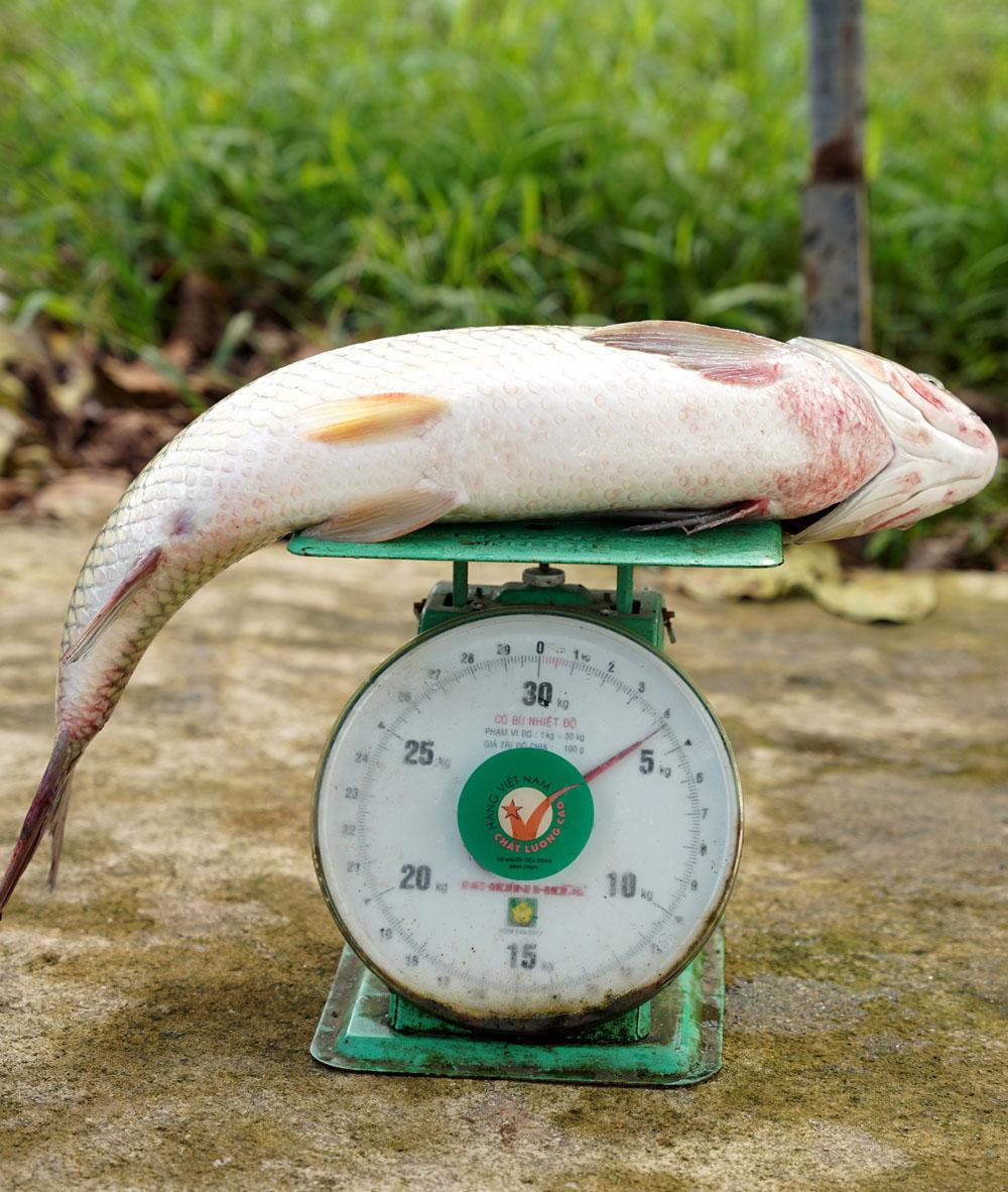 Chăm cá lồng mùa đông