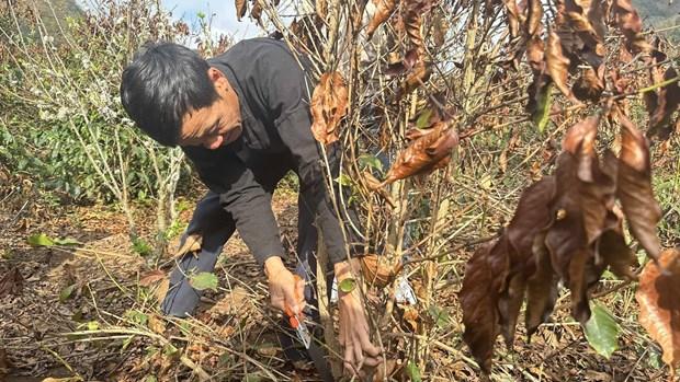 Nhiều diện tích cà phê ở Sơn La bị ảnh hưởng bởi sương muối hình ảnh 3 Nhieu dien tich ca phe o Son La bi anh huong boi suong muoi hinh anh 3