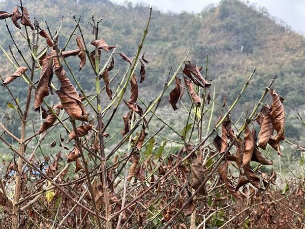 Nhiều diện tích cà phê ở Sơn La bị ảnh hưởng bởi sương muối hình ảnh 2 Nhieu dien tich ca phe o Son La bi anh huong boi suong muoi hinh anh 2