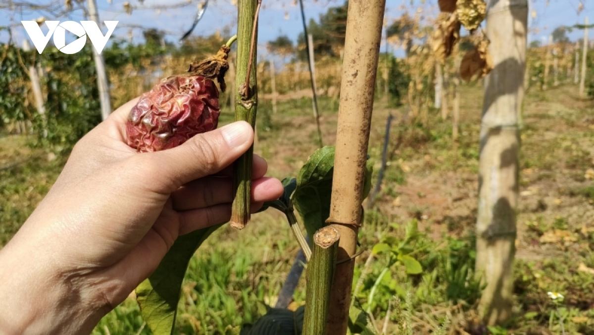 Vườn chanh dây hàng trăm triệu đồng bị kẻ xấu phá hoại - Ảnh 2.