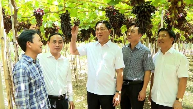 Suc hut tu giong nho ngon tay den khong hat NH04-102 hinh anh 4