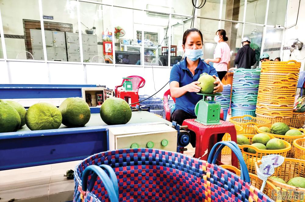 Thúc đẩy liên kết, phát triển các chuỗi giá trị nông sản Thu mua bưởi da xanh phục vụ xuất khẩu tại Cơ sở Hương Miền Tây ở huyện Mỏ Cày Bắc, tỉnh Bến Tre.