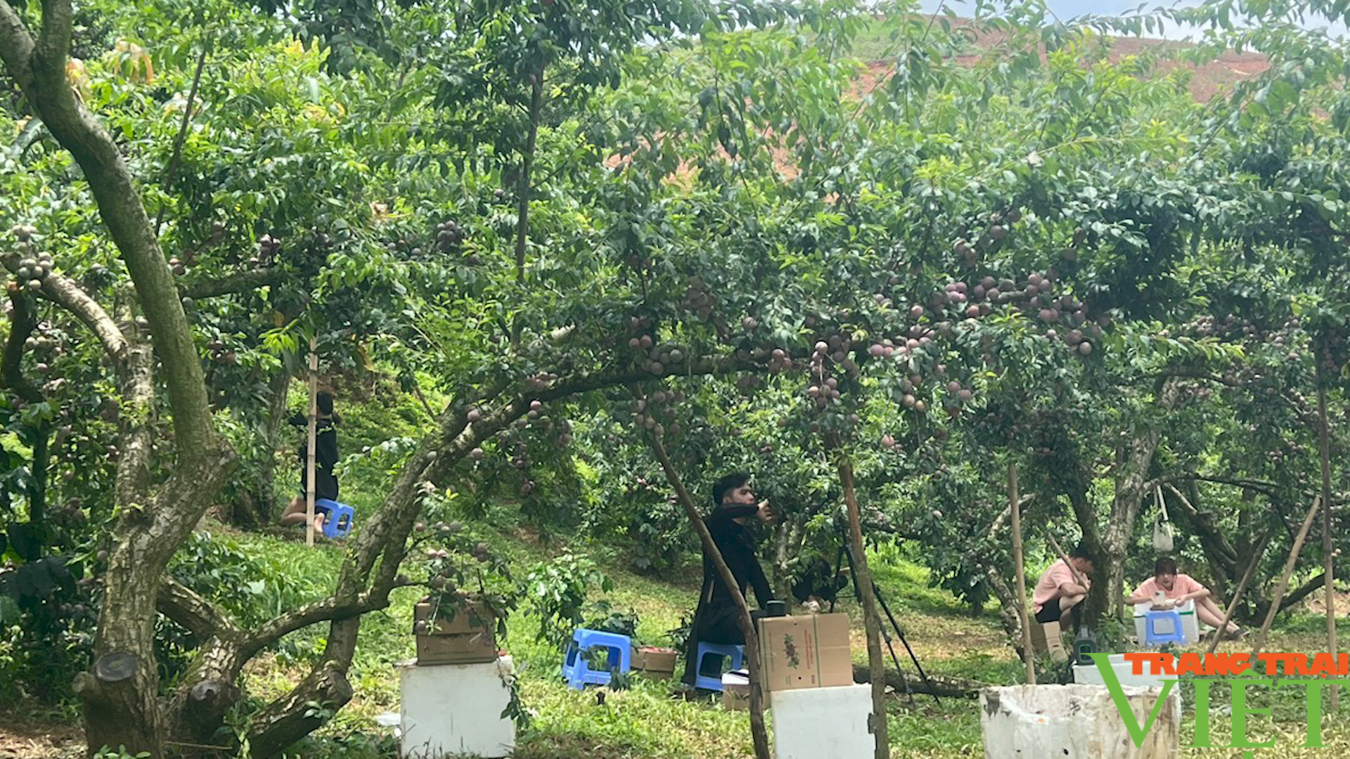 Yên Châu: Mận hậu vào mùa chín đỏ - Ảnh 2. Yên Châu: Mận hậu vào mùa chín đỏ - Ảnh 2.