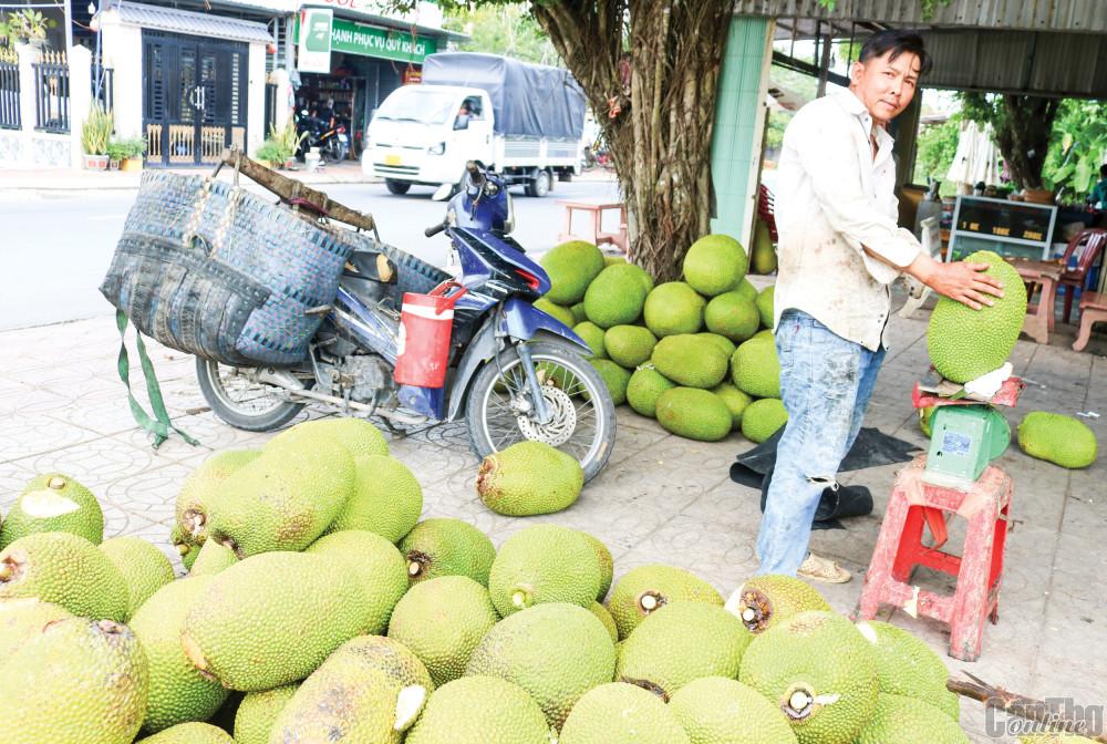 Giá mít Thái khởi sắc trở lại Thu mua mít Thái tại Vựa mít Nam ở huyện Phong Điền, TP Cần Thơ.