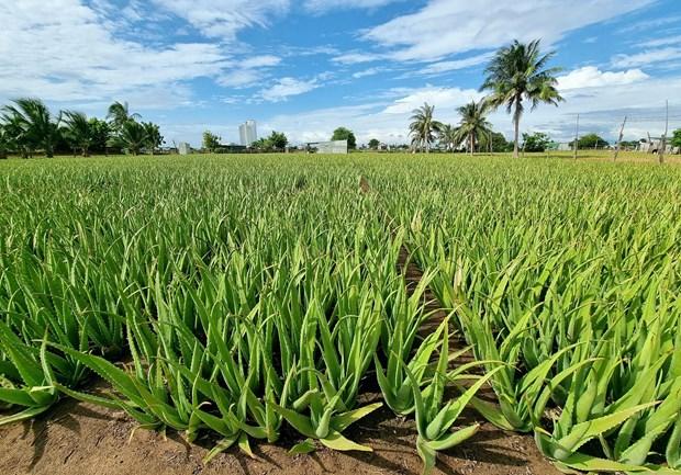 Ninh Thuận đẩy mạnh chuyển đổi cây trồng để nâng cao hiệu quả sản xuất hình ảnh 3 Ninh Thuan day manh chuyen doi cay trong de nang cao hieu qua san xuat hinh anh 3
