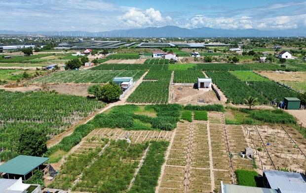 Ninh Thuận đẩy mạnh chuyển đổi cây trồng để nâng cao hiệu quả sản xuất hình ảnh 2 Ninh Thuan day manh chuyen doi cay trong de nang cao hieu qua san xuat hinh anh 2