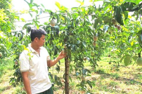 Ồ ạt trồng loại trái cây này khi giá cao giờ nông dân nếm 'trái đắng' lúc thu hoạch - Ảnh 1. Ồ ạt trồng loại trái cây này khi giá cao giờ nông dân nếm 'trái đắng' lúc thu hoạch - Ảnh 1.