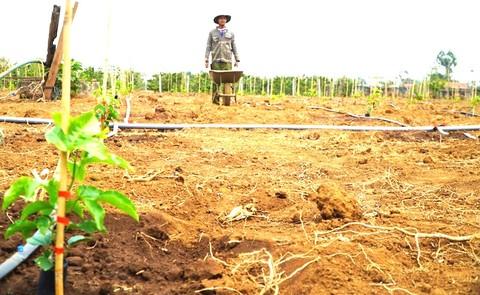 Ồ ạt trồng loại trái cây này khi giá cao giờ nông dân nếm 'trái đắng' lúc thu hoạch - Ảnh 2. Ồ ạt trồng loại trái cây này khi giá cao giờ nông dân nếm 'trái đắng' lúc thu hoạch - Ảnh 2.