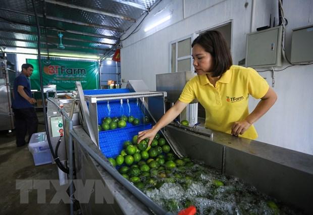 Quýt Ôn Châu ngon thế nào mà dân Hòa Bình cắt đóng hộp bán bao nhiêu cũng hết - Ảnh 3. Quýt Ôn Châu ngon thế nào mà dân Hòa Bình cắt đóng hộp bán bao nhiêu cũng hết - Ảnh 3.