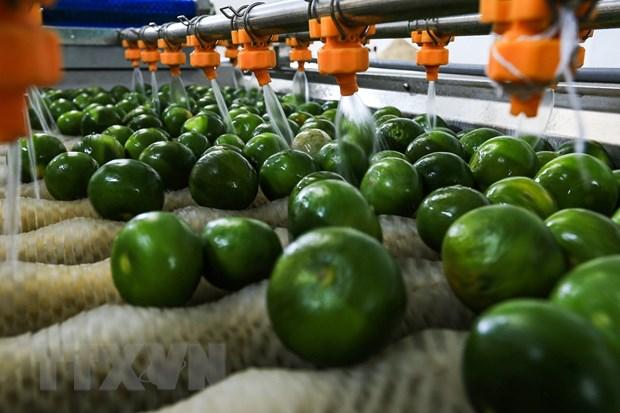 Quýt Ôn Châu ngon thế nào mà dân Hòa Bình cắt đóng hộp bán bao nhiêu cũng hết - Ảnh 1. Quýt Ôn Châu ngon thế nào mà dân Hòa Bình cắt đóng hộp bán bao nhiêu cũng hết - Ảnh 1.