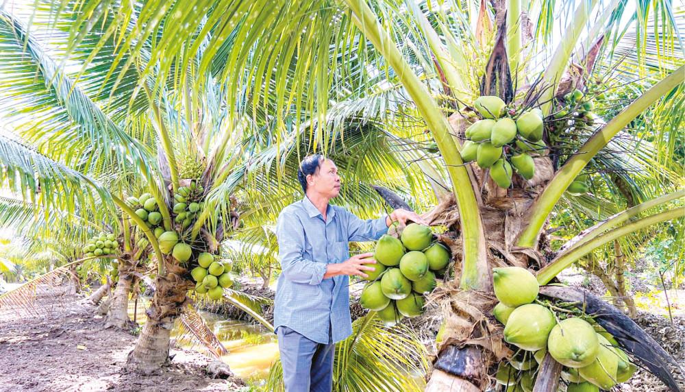 Đưa dừa tươi sang thị trường Mỹ Nông dân Bến Tre trồng dừa hữu cơ phục vụ xuất khẩu.