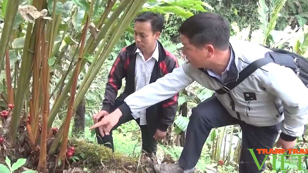 Hiệu quả nguồn Quỹ hỗ trợ nông dân ở huyện vùng cao Bắc Yên - Ảnh 5. Hiệu quả nguồn Quỹ hỗ trợ nông dân ở huyện vùng cao Bắc Yên - Ảnh 5.