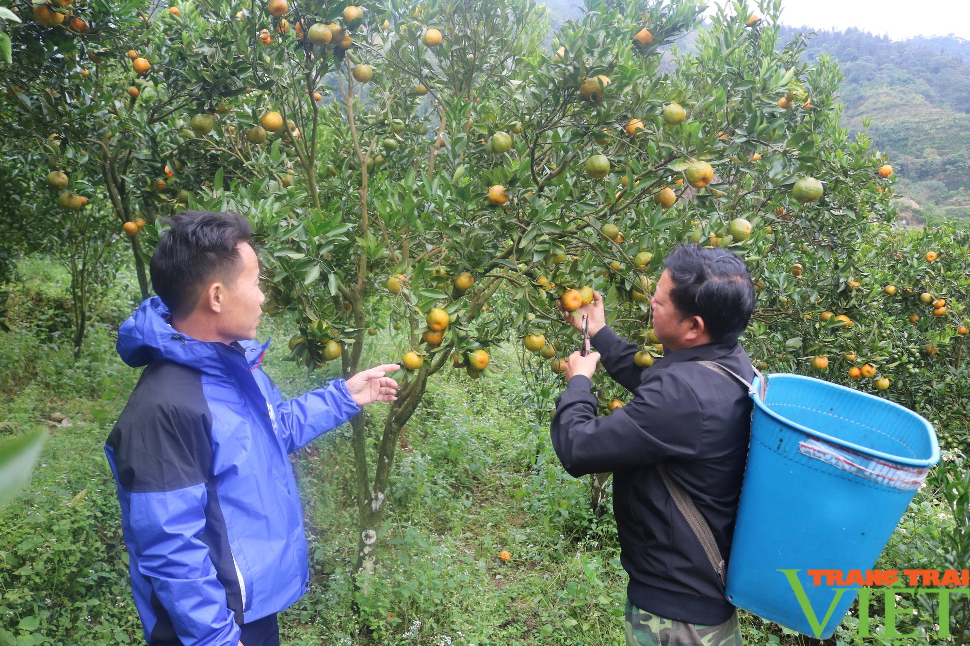 Mường Khương chuẩn bị vào vụ thu hoạch quýt đặc sản - Ảnh 3. Mường Khương chuẩn bị vào vụ thu hoạch quýt đặc sản - Ảnh 3.