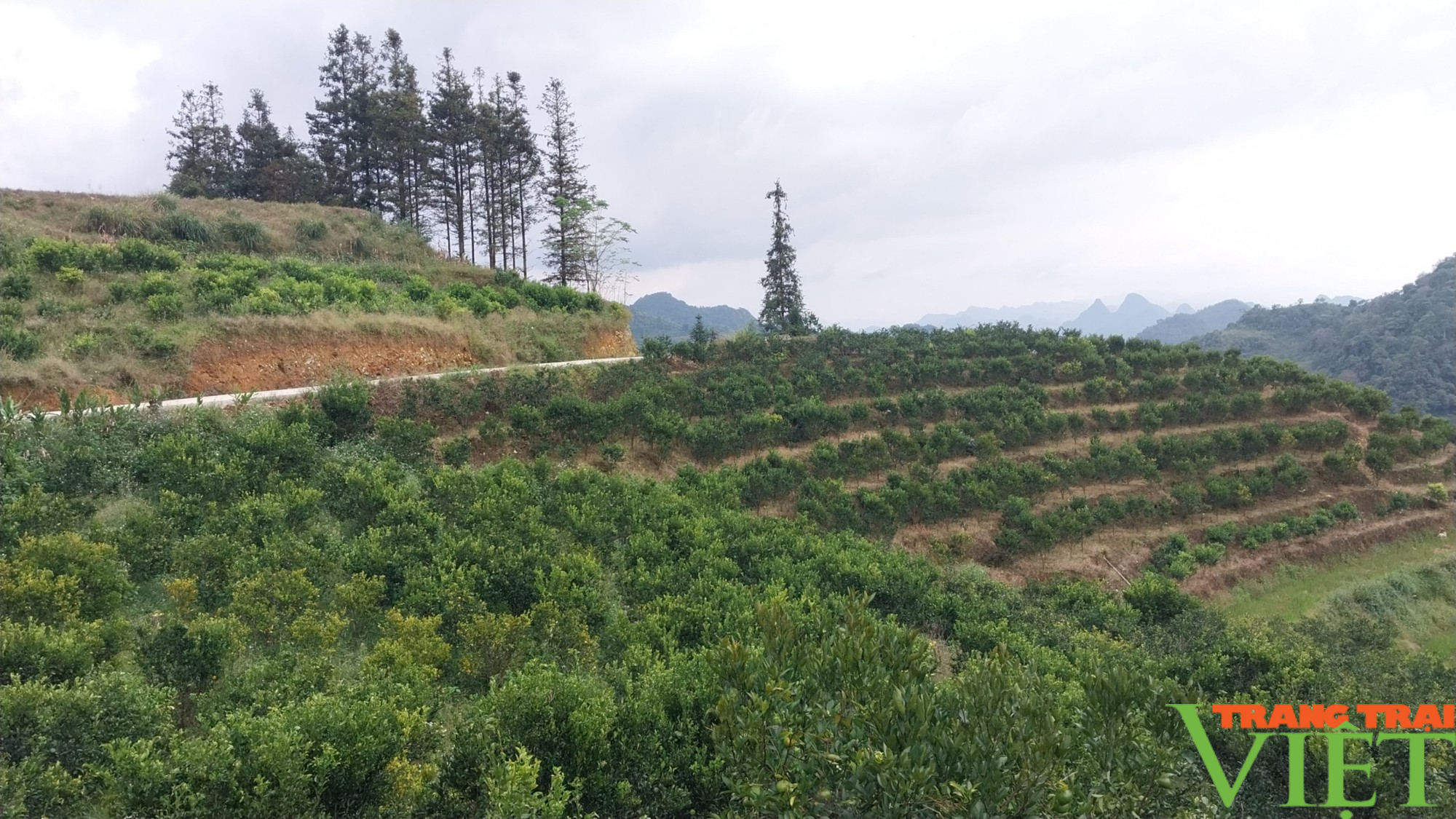 Mường Khương chuẩn bị vào vụ thu hoạch quýt đặc sản - Ảnh 4. Mường Khương chuẩn bị vào vụ thu hoạch quýt đặc sản - Ảnh 4.