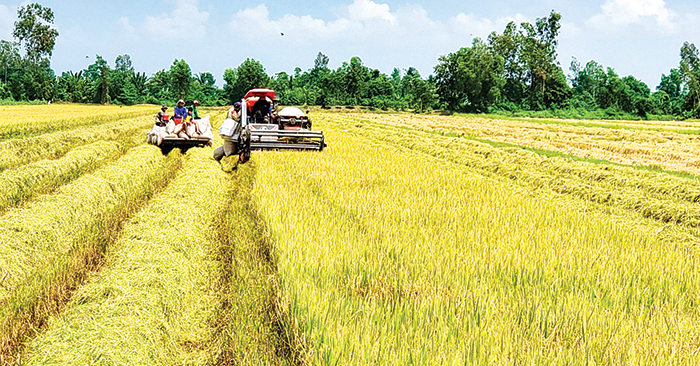 Liên kết để hài hòa lợi ích trong chuỗi giá trị lúa gạo