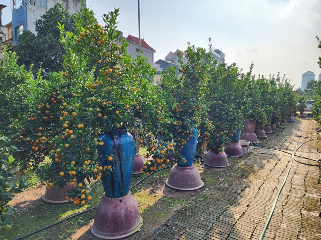Quất Tứ Liên lên chậu, sẵn sàng phục vụ thị trường Tết Nguyên đán 2024