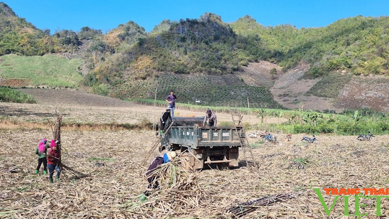 Công ty cổ phần mía đường Sơn La liên kết sản xuất cùng với nông dân- Ảnh 4. Công ty cổ phần mía đường Sơn La liên kết sản xuất cùng với nông dân- Ảnh 4.