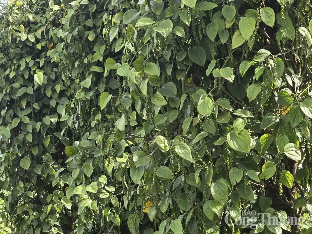 Giá tiêu hôm nay 31/3/2025, thị trường neo ở mức cao
