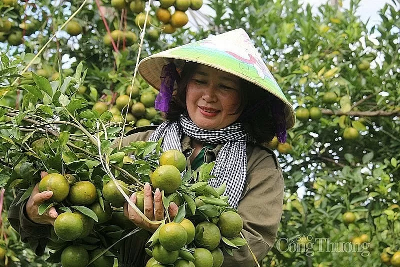 Đắk Nông đẩy mạnh kết nối, mở rộng đầu ra cho sản phẩm OCOP