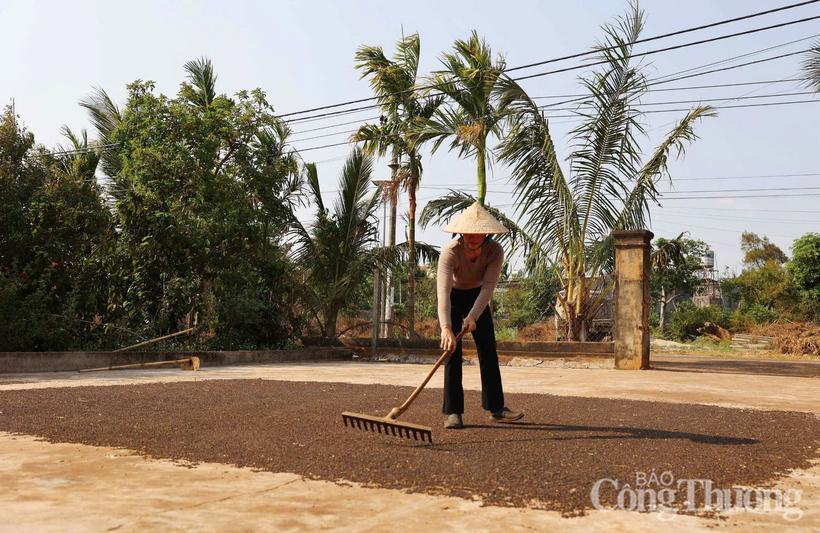 Nông dân Gia Lai phơi tiêu sau thu hoạch