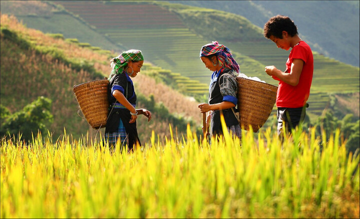 Gạo Già Dui được trồng trong môi trường, điều kiện tự nhiên độc đáo của vùng Xín Mần. Ảnh minh họa