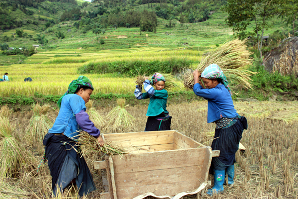 Bà con rộn ràng trong mùa gặt. Ảnh: Văn Long