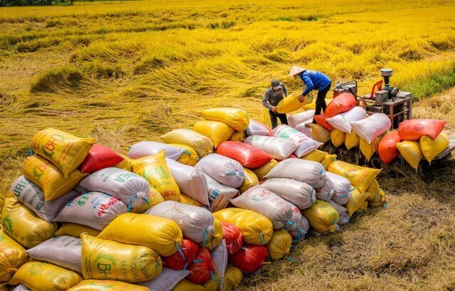 Dự kiến cả năm 2025, Việt Nam sẽ đạt khoảng 8,8 triệu tấn, giữ vững vị trí quốc gia xuất khẩu gạo lớn thứ hai thế giới. Ảnh: Minh họa