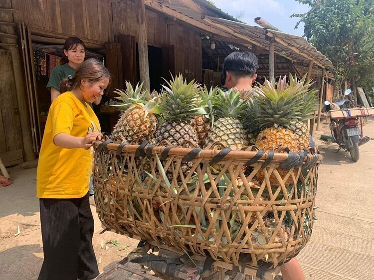 Người dân thu hoạch và tập kết dứa mật Pu Lau. Ảnh: Nguyễn Thuấn