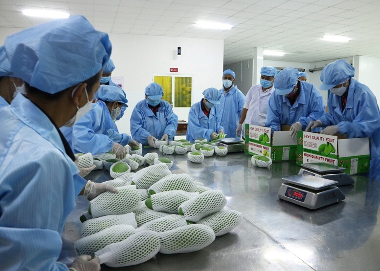 Việt Nam đứng thứ 3 về cung cấp xoài cho thị trường Hàn Quốc - Ảnh: Thành An