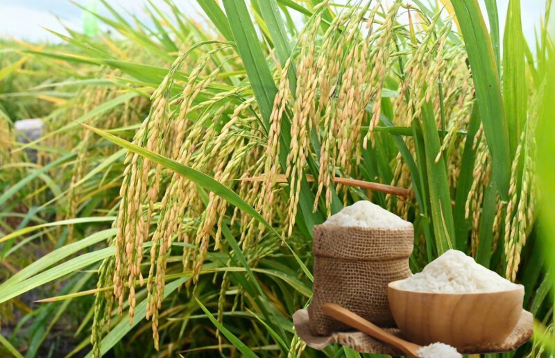 Giá lúa gạo hôm nay ngày 6/9: Gạo đi ngang, lúa tươi chững giá. Ảnh: Thanh Minh.