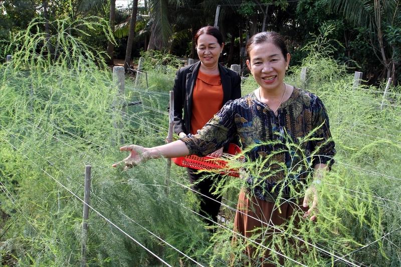 Các HTX đã hỗ trợ giống, phân bón, kỹ thuật canh tác và đào tạo nông dân trồng cây măng tây (Ảnh: Thái Sơn Ngọc)