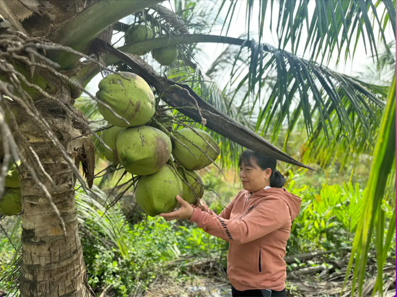 Vĩnh Long triển khai nhiều mô hình kinh tế hiệu quả ở vùng dân tộc thiểu số. Ảnh minh hoạ