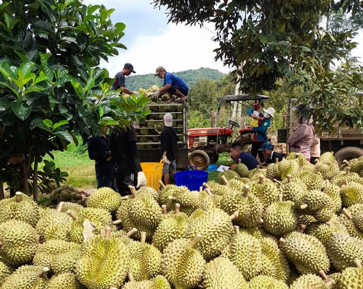 Nhiều hộ bán sầu riêng trực tiếp qua thương mại điện tử tới khách hàng trong và ngoài tỉnh Đắk Lắk