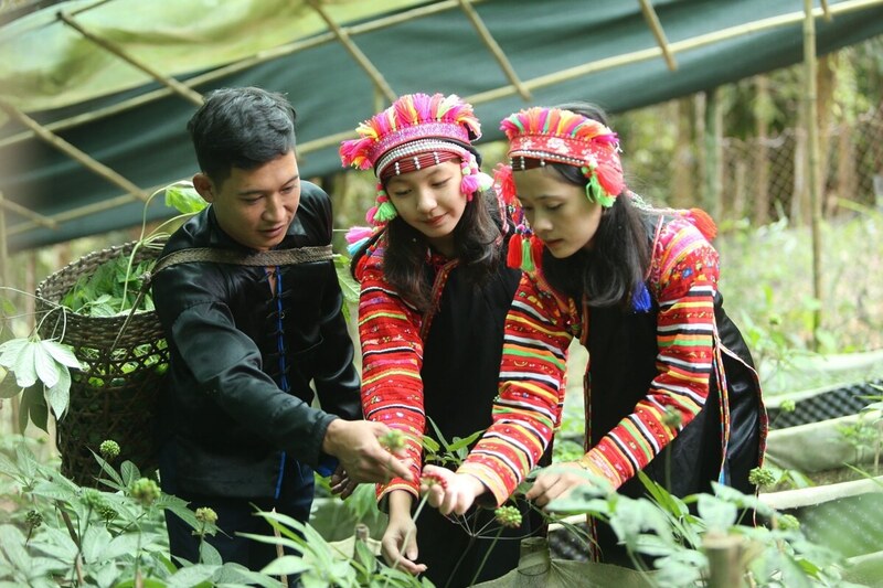 Vườn sâm Lai Châu của Công ty Cổ phần Sâm Mường Tè mở ra hướng phát triển kinh tế cho bà con vùng cao.