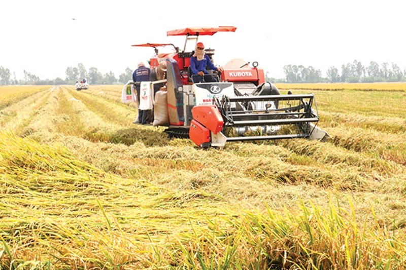 Tăng sức cạnh tranh nông sản bằng liên kết chuỗi giá trị xanh. Ảnh minh họa