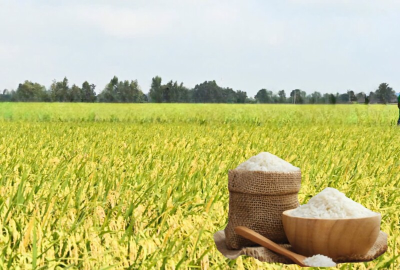 Giá lúa gạo hôm nay ngày 30/12: Gạo xuất khẩu giảm mạnh. Ảnh: Thanh Minh.