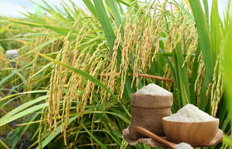 Giá lúa gạo hôm nay ngày 4/1/2026 và tuần qua: Gạo xuất khẩu giảm mạnh, lúa vững giá. Ảnh: Thanh Minh.