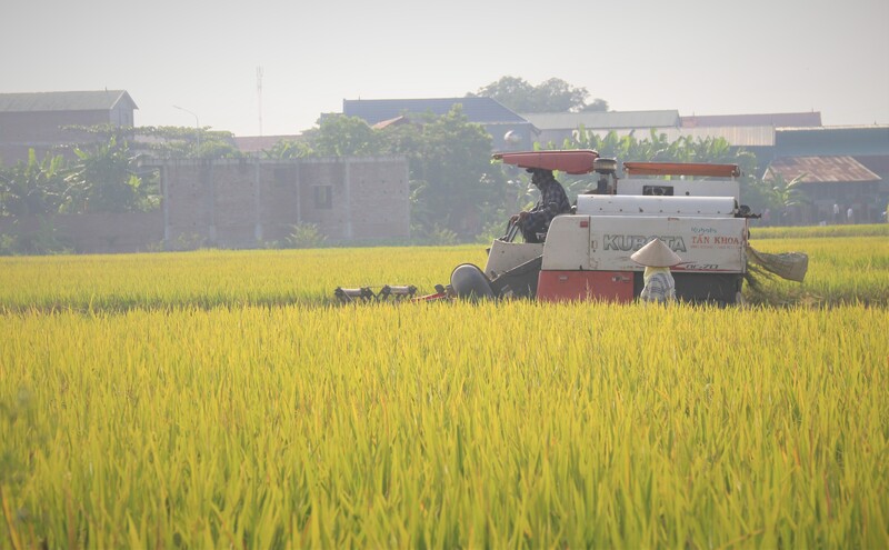 Tại Đồng bằng sông Cửu Long, thị trường lúa gạo nhìn chung đi ngang, giao dịch chậm dần khi thị trường bước vào giai đoạn cao điểm cận tết Nguyên đán. Ảnh minh họa