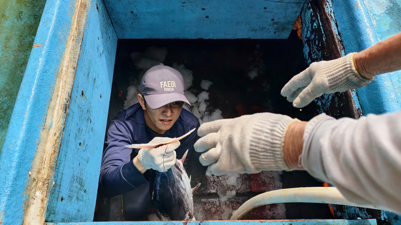 Ngoài cá ngừ đại dương, các loại cá khác có giá trị cao như: cá thu, cá ngừ sọc dưa... cũng được vây bắt rất nhiều. Ảnh: Nguyễn Dương