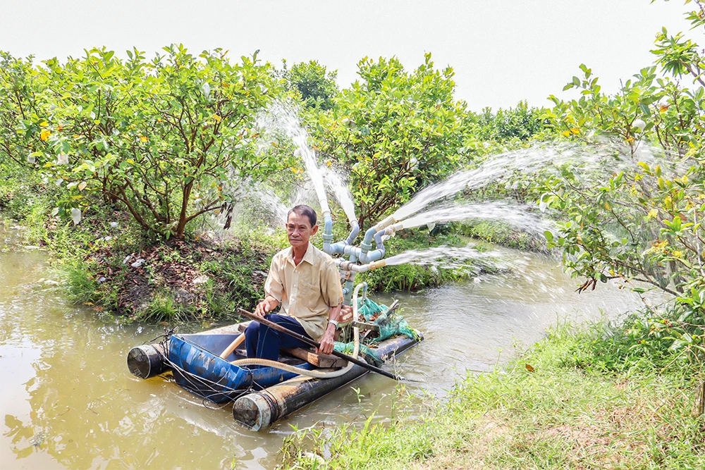 Nhà vườn trồng cây ăn trái chủ động ứng phó hạn, mặn