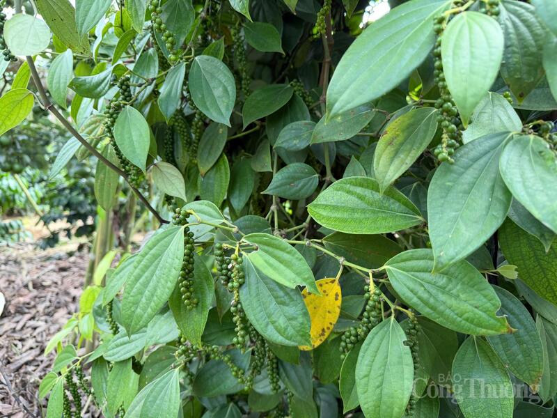 Hồ tiêu xanh tại Lâm Đồng. Ảnh: Hoàng Chiến