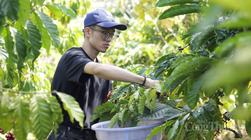 Thu hoạch cà phê tại Gia Lai.