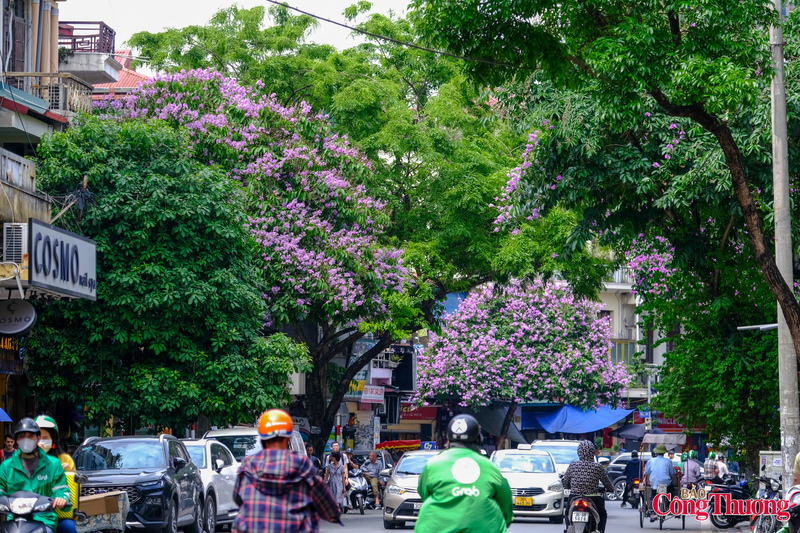 Những ngày đầu tháng 5, đường phố Thủ đô Hà Nội như khoác lên mình bộ áo màu tím mộng mơ của những chùm hoa bằng lăng chào hè.