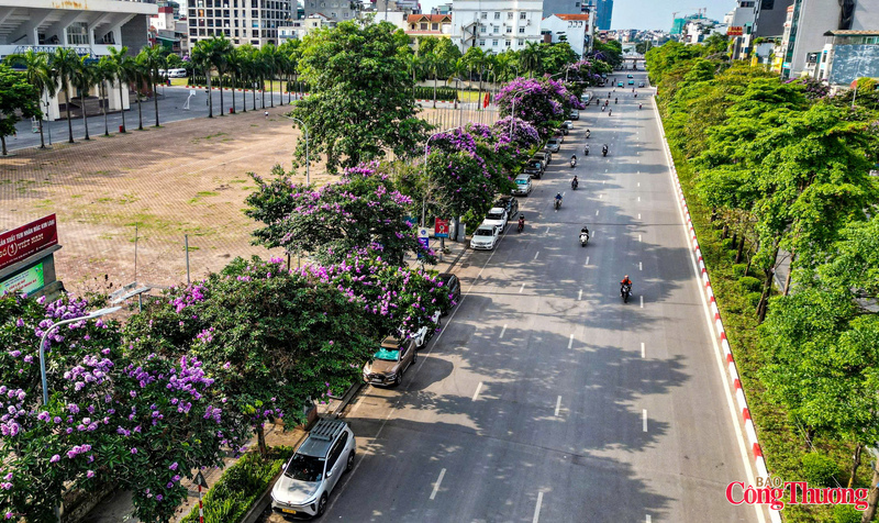 Cây hoa bằng lăng có tán lá dày và rộng, thường được trồng tại công viên, đường phố…