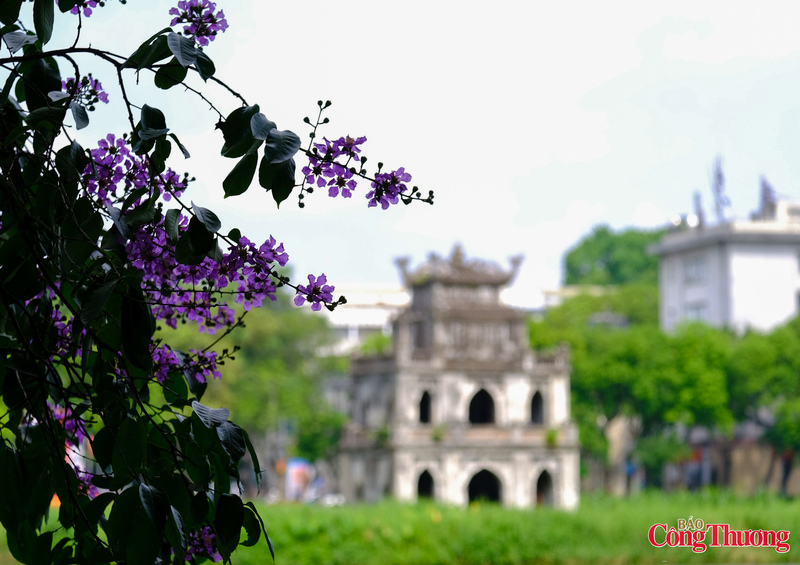 Mùa hoa bằng lăng hiện được coi là một trong những mùa hoa tiêu biểu của Hà Nội.