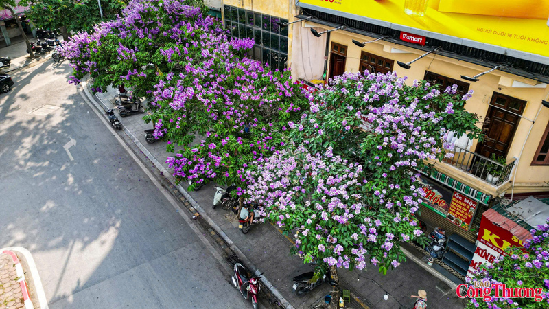 Do có màu đẹp nên nhiều tỉnh thành của Việt Nam trồng loại hoa này để che bóng mát và làm đẹp cảnh quan đô thị.