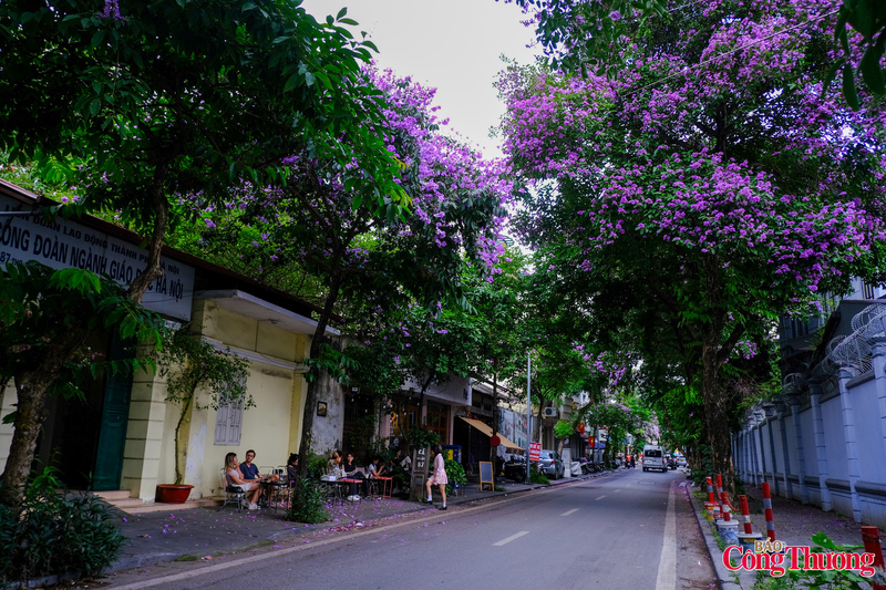 Mỗi ngõ ngách, mọi cung đường lại trở nên thân thương hơn khi mà loài hoa gắn liền với tuổi học trò đồng loạt khoe sắc.