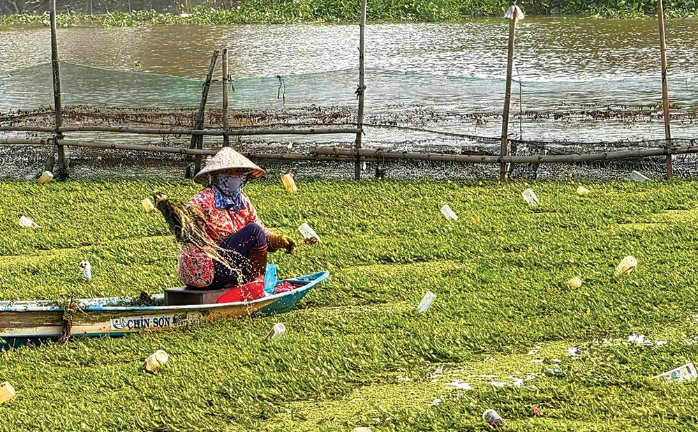 Trồng rau nhút trên sông trong mùa hạn cho thu nhập cao