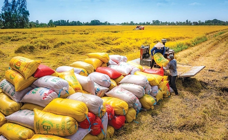 2 thị trường xuất khẩu gạo lớn nhất của Việt Nam là Trung Quốc và Philippines. Ảnh minh họa